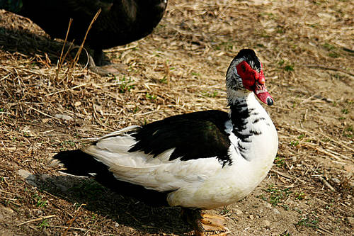 duck