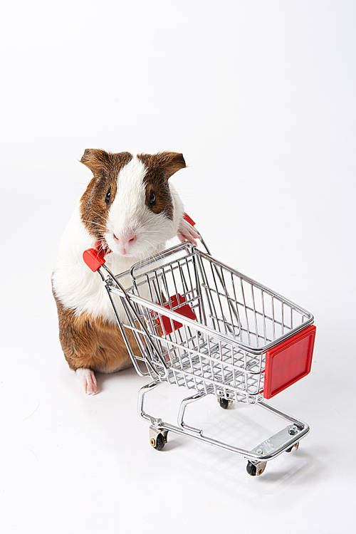 Pet (Pets) 041