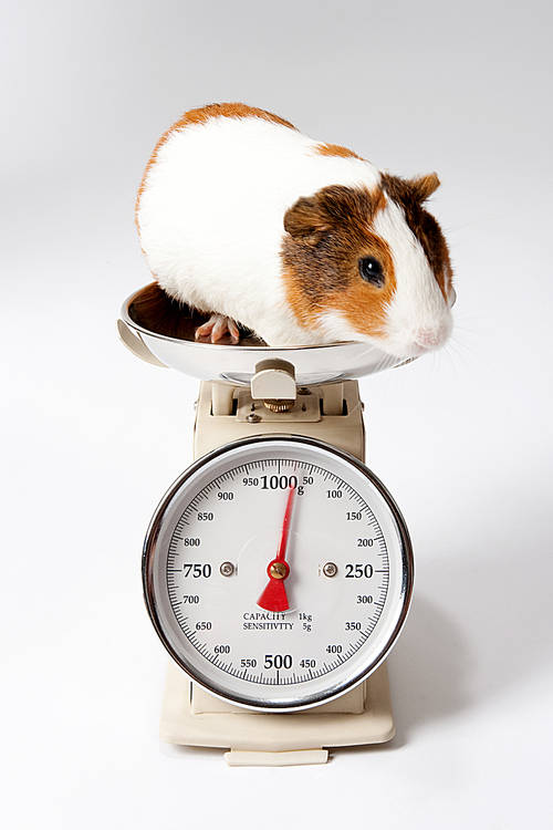 Pet (Pets) 048