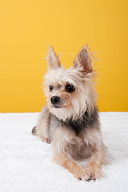 Pet (Pets) 065