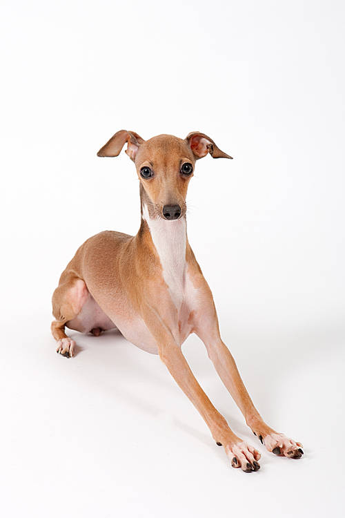 Pet (Pets) 019