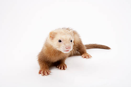 Pet (Pets) 032