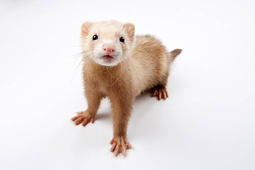 Pet (Pets) 034