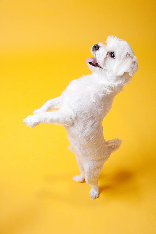 Pet (Pets) 040