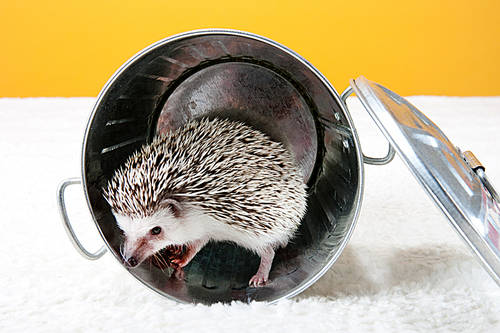 Pet (Pets) 049