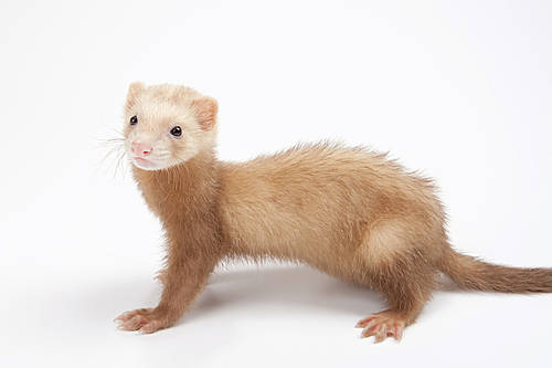 Pet (Pets) 074
