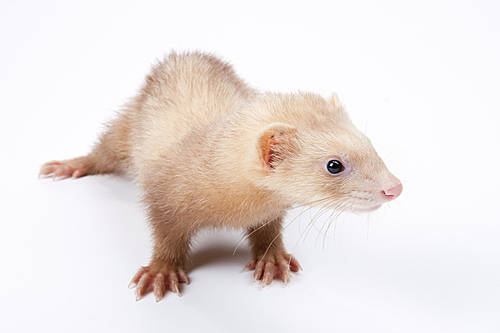 Pet (Pets) 143