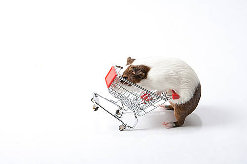 Pet (Pets) 217