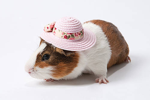 Pet (Pets) 061