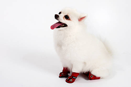 Pet (Pets) 081