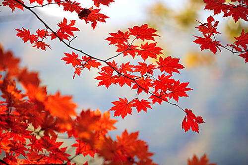 Leaf(Autumn leaves)005