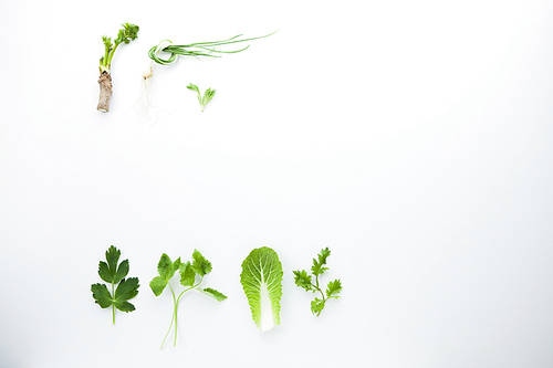 Spring herbs 042