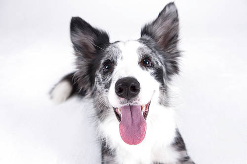 Pets and me 249