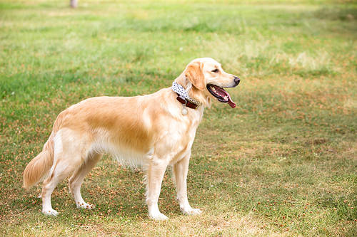 Pets and me II 007