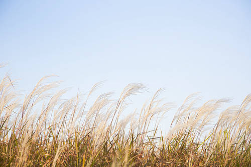 Autumn silver grass 052