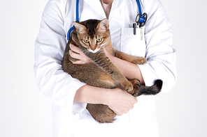 Companion animal 001