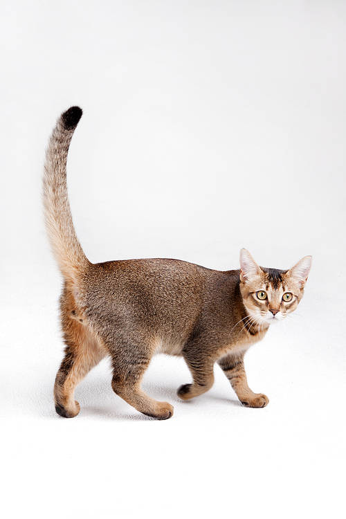 Companion animal 027