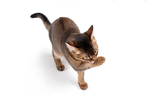 Companion animal 053