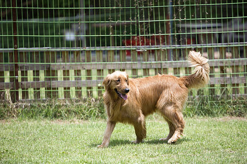 Dog walking 146