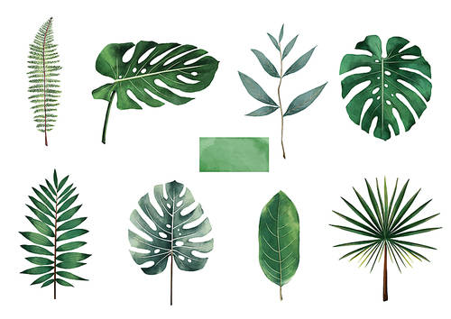 Tropical 003