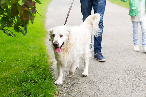 family, pet, domestic animal and people concept - close up of family with labrador retriever dog on walk in park