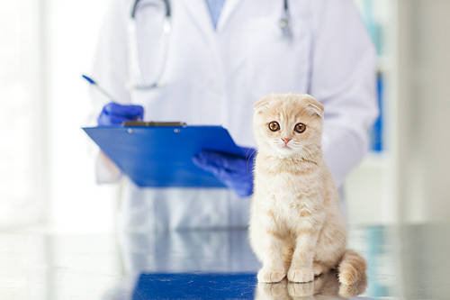 medicine, pet, animals, health care and people concept - close up of veterinarian doctor scottish fold kitten and clipboard at vet clinic