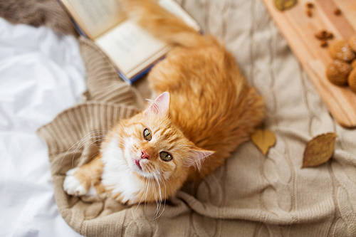 pets, hygge and domestic animal concept - red tabby cat lying on blanket at home in autumn