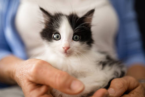 Close-up portrait of cute kitten held by senior woman at retirement home