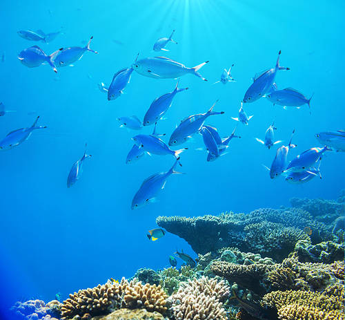 Coral fish in Red Sea,Egypt