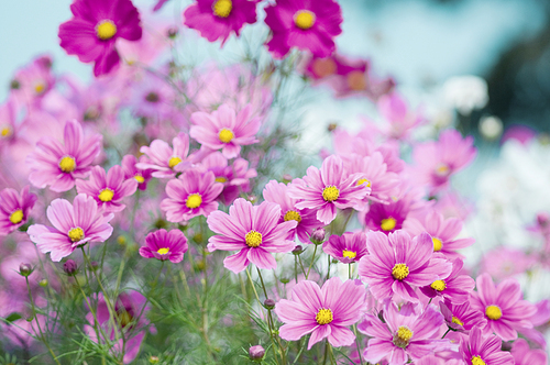 cosmos flower field in autumn