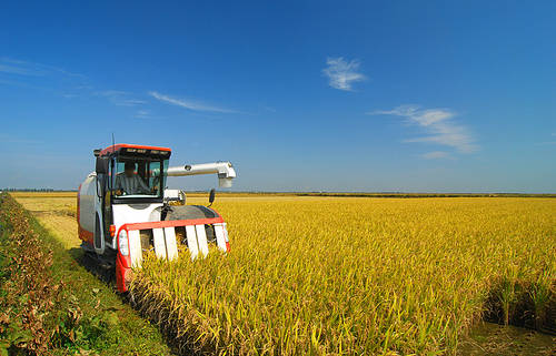 autumn harvest scenery