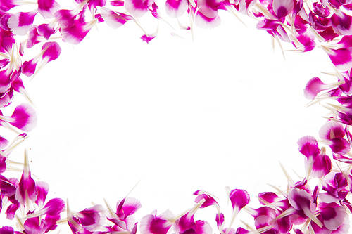 Flower 002