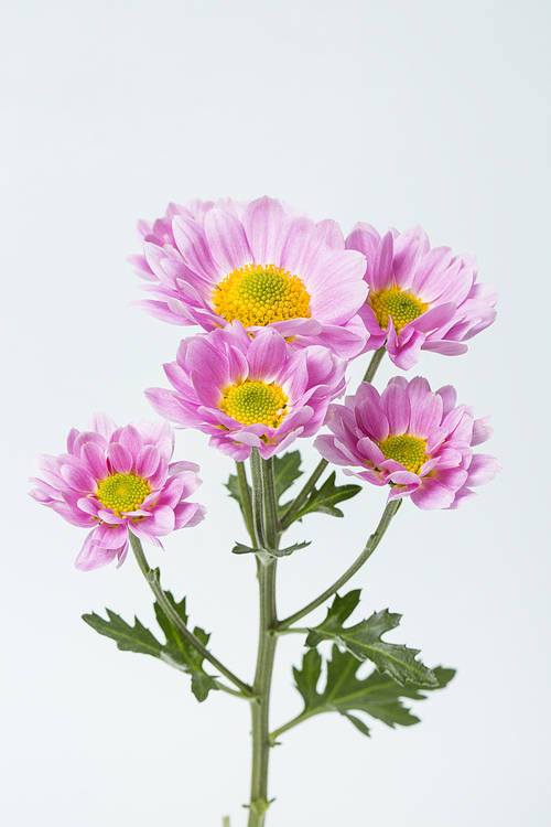 Flower 089