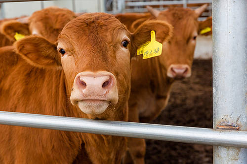 Livestock1 029