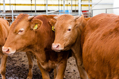 Livestock1 030