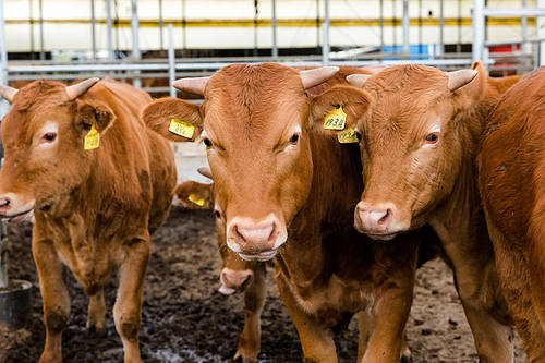 Livestock1 033