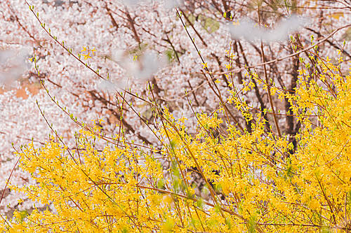 Spring flowers 145