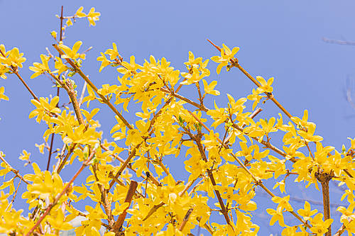 Spring flowers 155