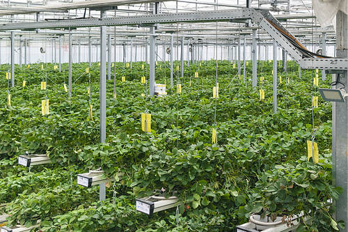 Fresh and Sweet Strawberry Farm - Inside the strawberry farm where strawberries are listed
