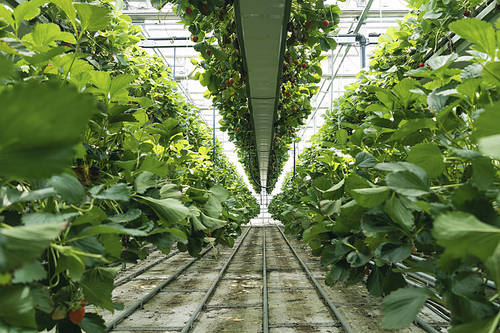 Fresh and Sweet Strawberry Farm - Inside the strawberry farm where strawberries are listed