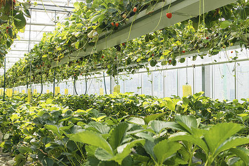 Fresh and Sweet Strawberry Farm - Inside the strawberry farm where strawberries are listed