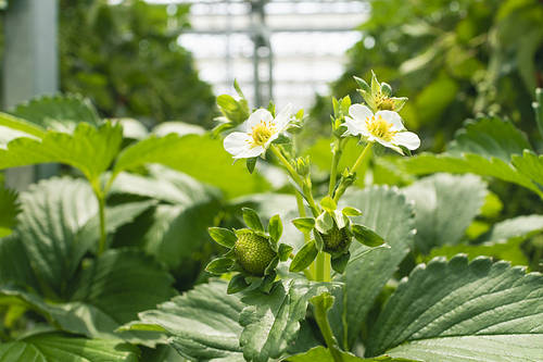 Fresh and Sweet Strawberry Farm - Fresh Strawberry Leaves and Blooming Strawberry Flowers