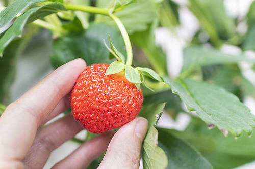 Fresh and Sweet Strawberry Farm - Ripe strawberries caught by hand