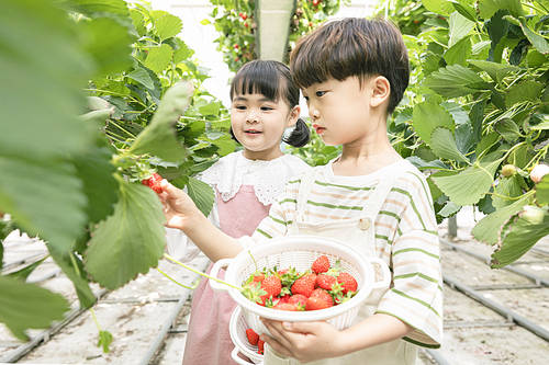 Fresh and Sweet Strawberry Farm - Happy children picking ripe strawberries at the strawberry farm