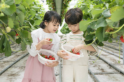 Fresh and sweet Strawberry Farm - Exciting children standing between strawberry leaves and showing each other their own strawberries