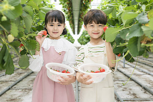 Fresh and Sweet Strawberry Farm - Smiling children standing among strawberry leaves and showing strawberries they picked