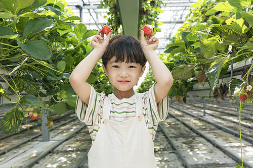 Fresh and Sweet Strawberry Farm - Exciting children holding ripe strawberries and posing cutely at the strawberry farm