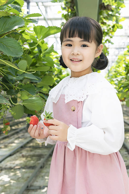 Sweet and sour Strawberry Farm - Cute children holding ripe strawberries in both hands and smiling at strawberry farm