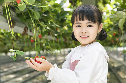 Fresh and sweet Strawberry Farm - Joyful children holding ripe strawberries in their hands and smiling at the strawberry farm