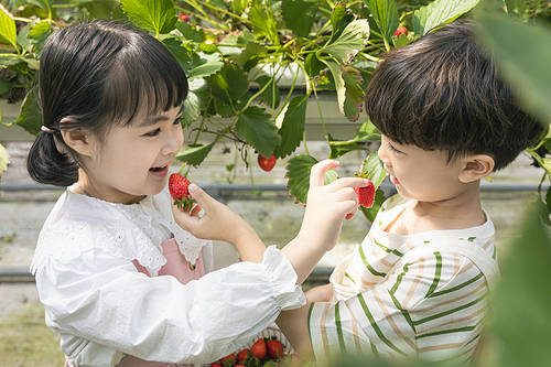 Fresh and Sweet Strawberry Farm - Cute children standing between strawberry leaves and feeding each other ripe strawberries